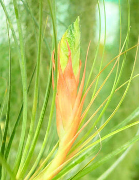 Tillandsia punctulata - 15 à 20 cm