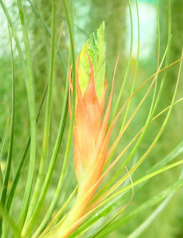 Tillandsia punctulata - 15 à 20 cm
