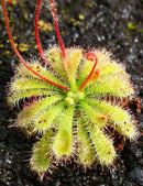 Drosera spatulata var gympiensis