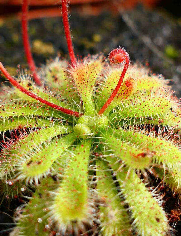 Drosera spatulata var gympiensis