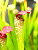 Sarracenia x excellens x rubra