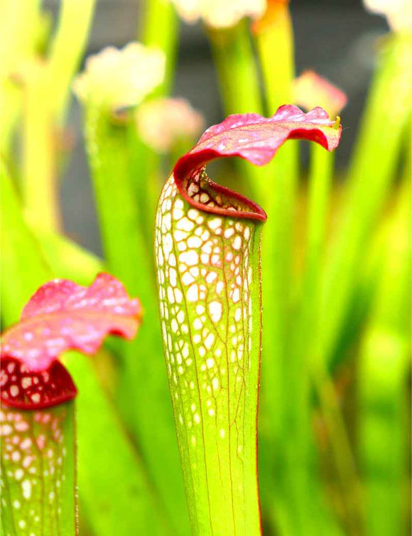 Sarracenia x excellens x rubra