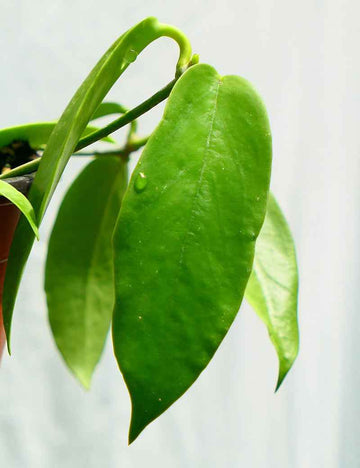 Hoya pubicalyx 'black dragon'