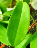 Hoya pubicalyx 'black dragon'