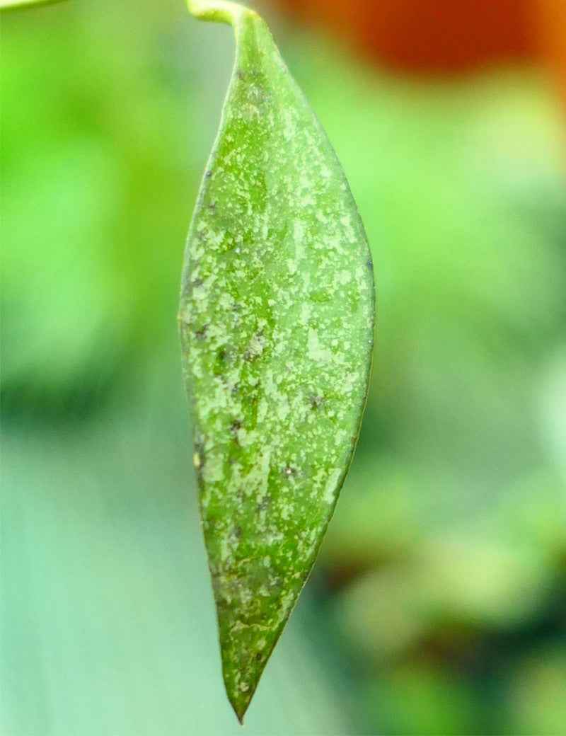 Hoya parviflora 'speckled leaves'