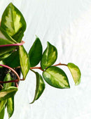 Hoya carnosa tricolor