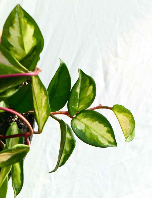 Hoya carnosa tricolor