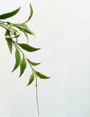 Hoya parviflora 'speckled leaves'