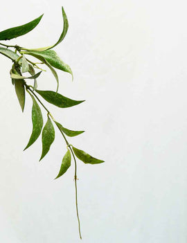 Hoya parviflora 'speckled leaves'