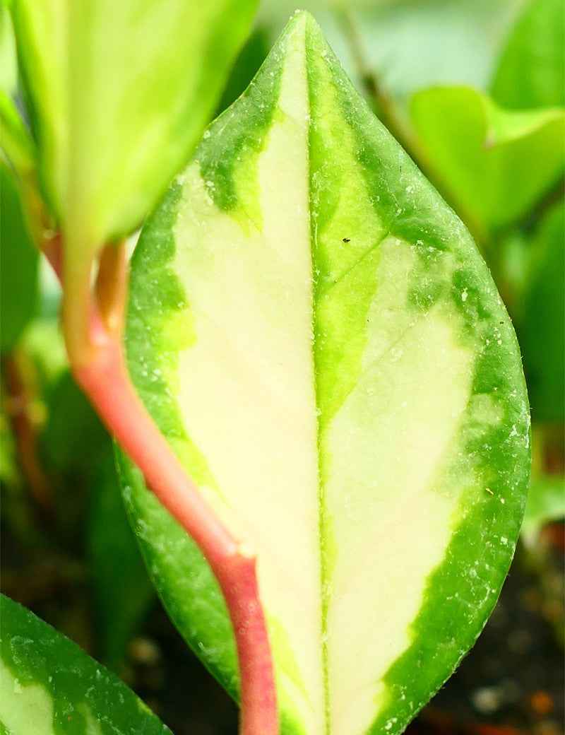 Hoya carnosa tricolor