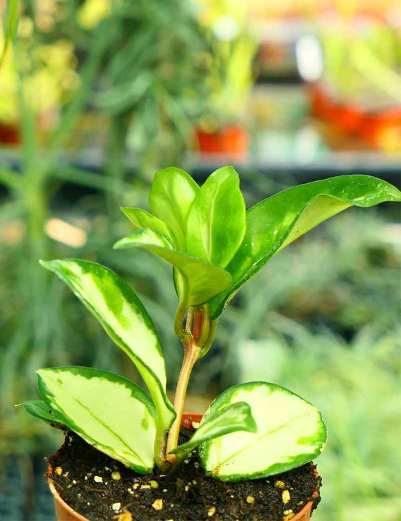 Hoya carnosa tricolor