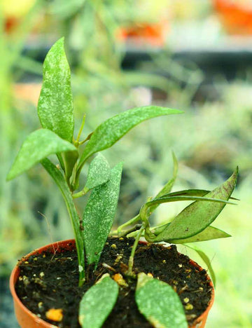 Hoya parviflora 'speckled leaves'