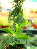 Hoya pubicalyx 'black dragon'