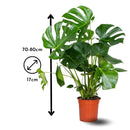 Monstera Deliciosa 80 cm - clicktofournisseur.com