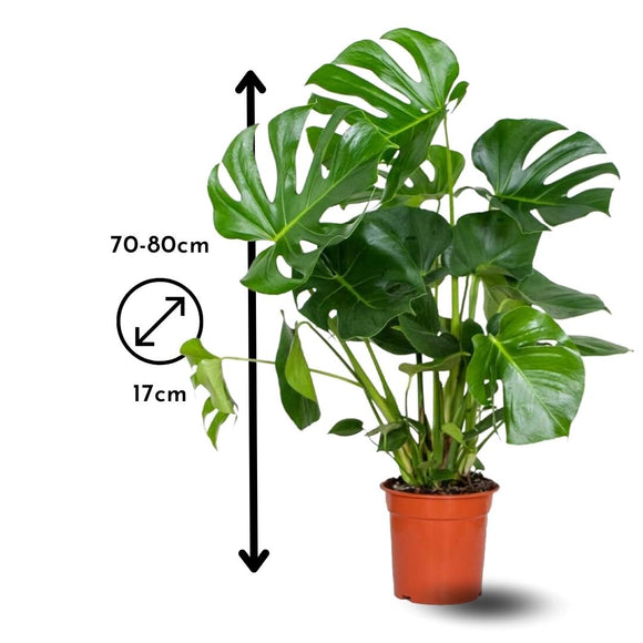 Monstera Deliciosa 80 cm - clicktofournisseur.com