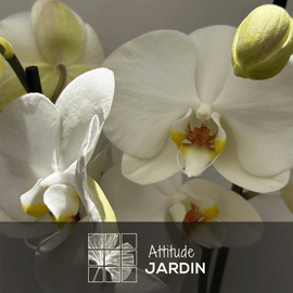 Orchidée Blanche Double Branche 70 cm - clicktofournisseur.com