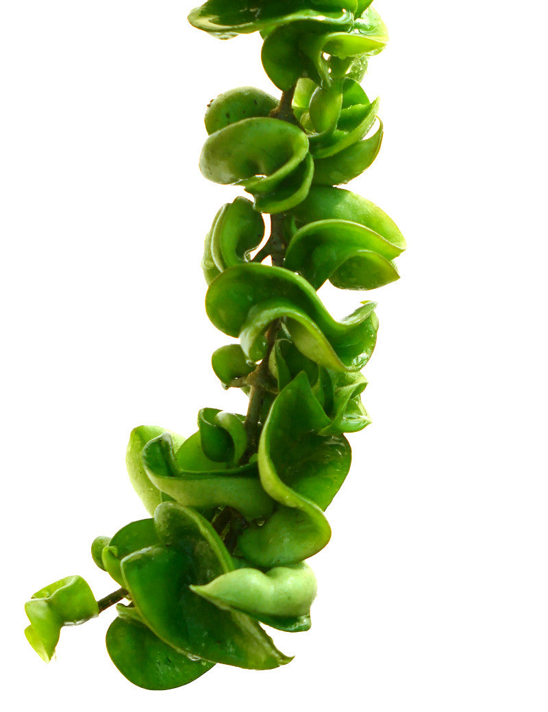 Hoya carnosa compacta - Plante d'intérieur résistante et facile d'entretien