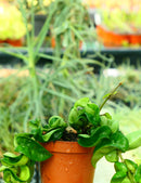 Hoya carnosa compacta - Plante d'intérieur résistante et facile d'entretien