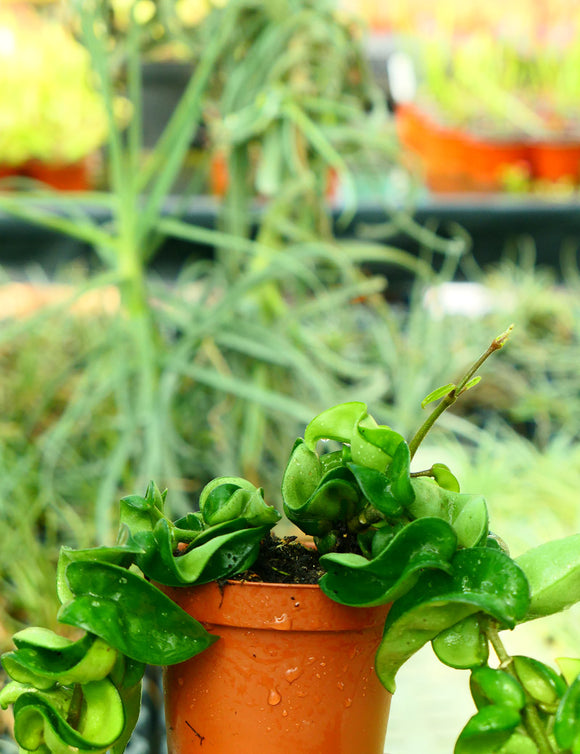 Hoya carnosa compacta - Plante d'intérieur résistante et facile d'entretien