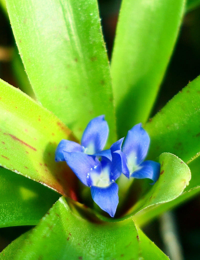 Neoregelia narziss - Plante d'intérieur élégante et facile à entretenir