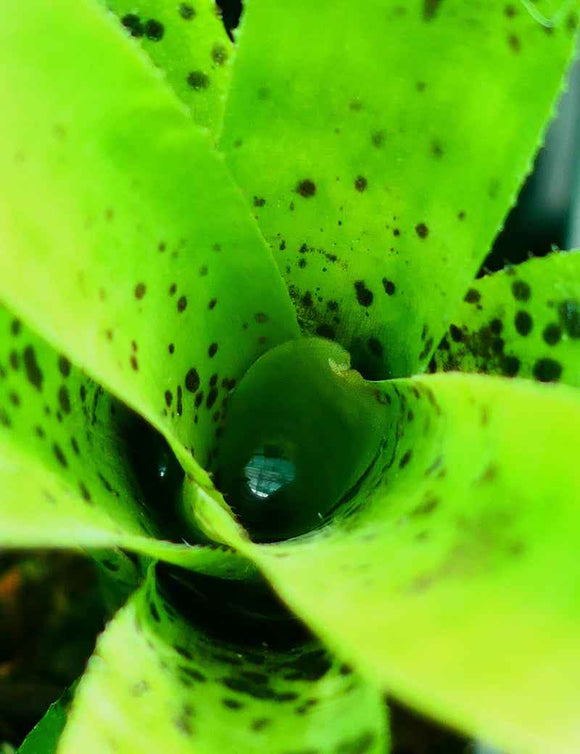 Neoregelia passifolia