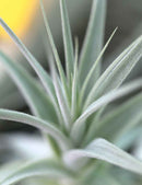 Tillandsia straminea