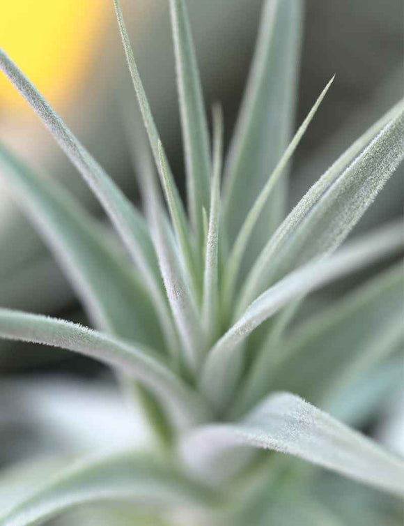 Tillandsia straminea
