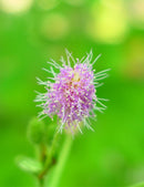 Mimosa pudica