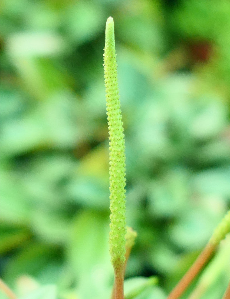 Peperomia napoli
