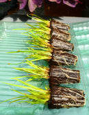 Mottes de Xyris sp. à rempoter x 6 - Xyris sp. rempotage