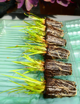 Mottes de Xyris sp. à rempoter x 6 - Xyris sp. rempotage