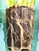 Mottes de Xyris sp. à rempoter x 6 - Xyris sp. rempotage