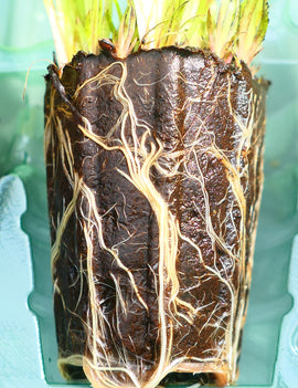 Mottes de Xyris sp. à rempoter x 6 - Xyris sp. rempotage