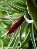 Tillandsia harrisii