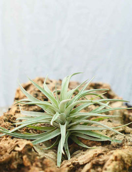 Tillandsia harrisii