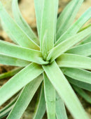 Tillandsia harrisii