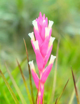 Tillandsia tenuifolia - 8 à 10 cm