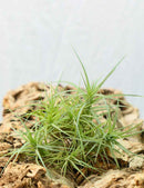 Tillandsia aeranthos en touffe