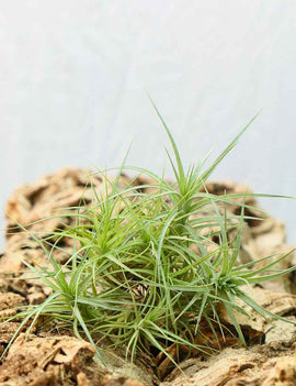 Tillandsia aeranthos en touffe