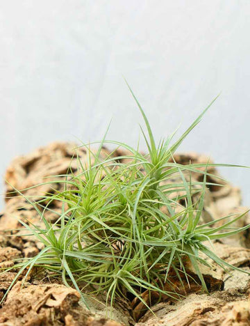 Tillandsia aeranthos en touffe