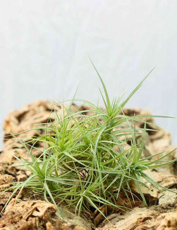 Tillandsia aeranthos en touffe