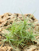 Tillandsia aeranthos en touffe