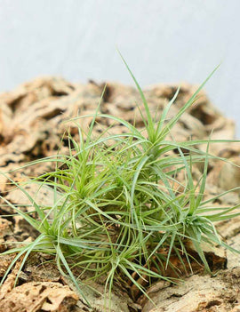 Tillandsia aeranthos en touffe