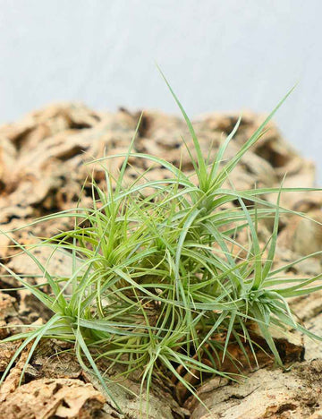 Tillandsia aeranthos en touffe
