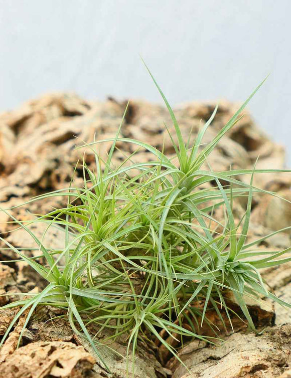 Tillandsia aeranthos en touffe