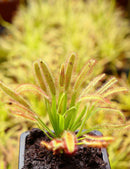 Drosera capensis 'feuilles larges'