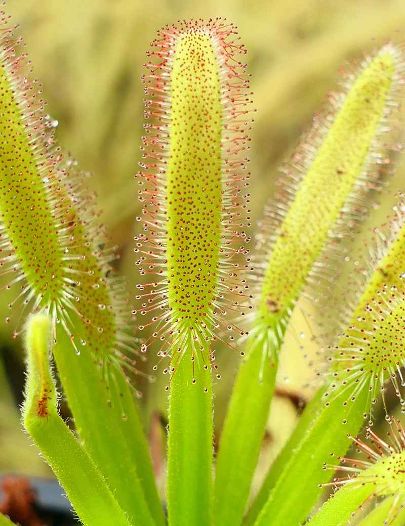 Drosera capensis 'feuilles larges'