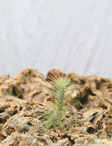 Tillandsia funckiana