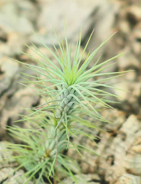 Tillandsia funckiana