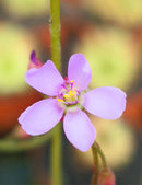 Drosera aliciae plante carnivore - Plante fascinante pour les amateurs de botanique
